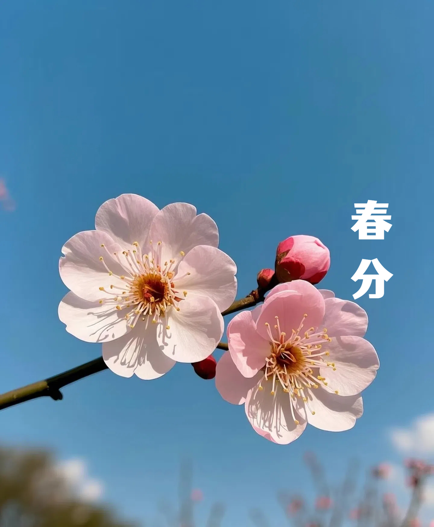 春分||花間一壺酒，莫負好時光